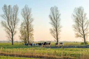 Deutschland, Niedersachsen, Ostfriesland, Landschaft mit Kühen bei Emden. Deutschland, Niedersachsen, Ostfriesland, Landschaft mit Kühen bei Emden.